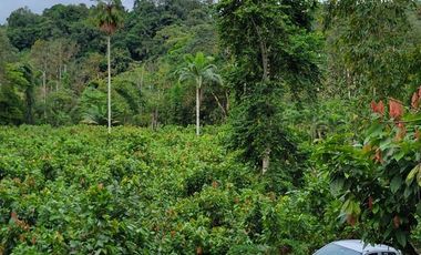 Finca en Venta en Puerto Quito - Ecuador