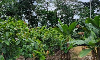 Finca en Venta en Puerto Quito - Ecuador