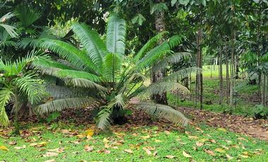 Finca en Venta en Puerto Quito - Ecuador