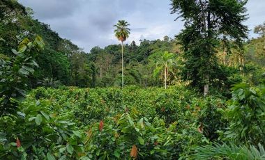 Finca en Venta en Puerto Quito - Ecuador