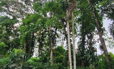 Finca en Venta en Puerto Quito - Ecuador