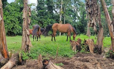 Finca en Venta en Puerto Quito - Ecuador