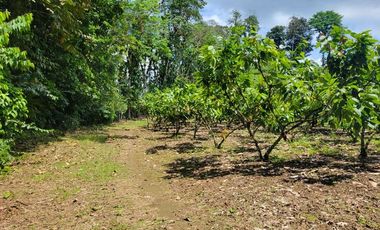 Finca en Venta en Puerto Quito - Ecuador
