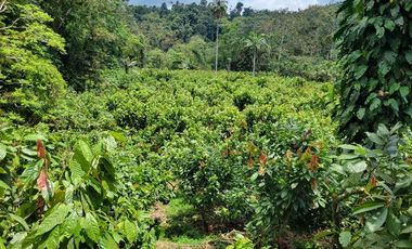 Finca en Venta en Puerto Quito - Ecuador