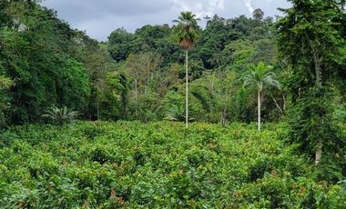 Finca en Venta en Puerto Quito - Ecuador