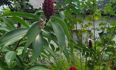 Finca en Venta en Puerto Quito - Ecuador