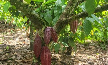 Finca en venta con casa grande a 5 minutos de Puerto Quito Ecuador
