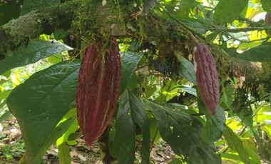 Finca en venta con casa grande a 5 minutos de Puerto Quito Ecuador