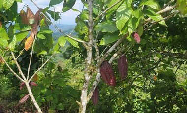 Finca en venta con casa grande a 5 minutos de Puerto Quito Ecuador