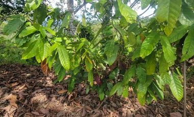 Finca en venta con casa grande a 5 minutos de Puerto Quito Ecuador
