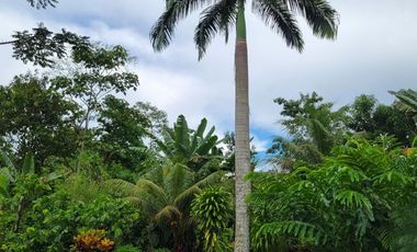 Casa en Venta Amoblada de 100 m2 + 9.600 m2 de terreno- Puerto Quito Junto al Rio Caoni