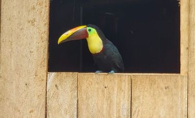 Fincas en venta de 1 HA en Pedro Vicente Maldonado - Ecuador