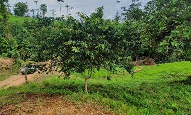 Fincas en venta de 1 HA en Pedro Vicente Maldonado - Ecuador