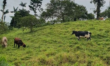 Fincas en venta de 1 HA en Pedro Vicente Maldonado - Ecuador