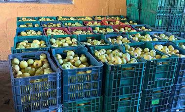 Huerta en Jame