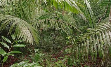 15 Hect+areas de NATURALEZA a 5 MINUOS DE ZONA URBANA