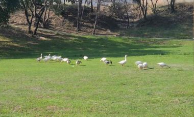 VENTA DE TERRENO EN EL LAGO EN CAMPESTRE HARÁS DEL BIOSQUE