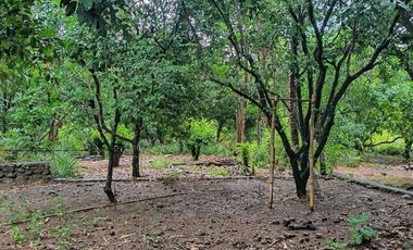 Di Jual Rumah dan Tanah Kebun
