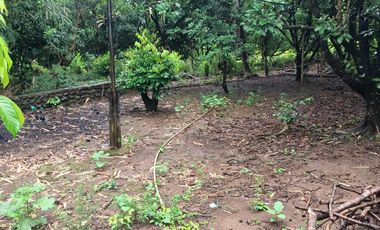 Di Jual Rumah dan Tanah Kebun