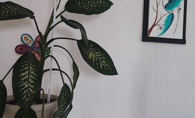 🏡 CASA AMUEBLADA EN RENTA – PRADERA     2