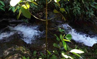 se vende 150 hectáreas ganaderas y agricola en el sector de Brilla Sol Intag Cotacachi Imbabura Ecuador