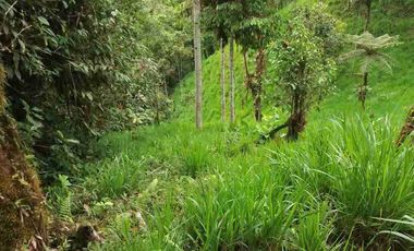 se vende 150 hectáreas ganaderas y agricola en el sector de Brilla Sol Intag Cotacachi Imbabura Ecuador