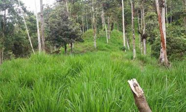 se vende 150 hectáreas ganaderas y agricola en el sector de Brilla Sol Intag Cotacachi Imbabura Ecuador