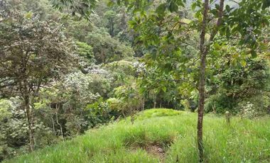 se vende 150 hectáreas ganaderas y agricola en el sector de Brilla Sol Intag Cotacachi Imbabura Ecuador