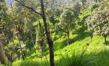 se vende 150 hectáreas ganaderas y agricola en el sector de Brilla Sol Intag Cotacachi Imbabura Ecuador