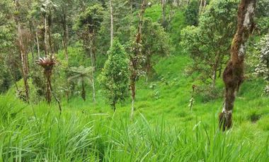 se vende 150 hectáreas ganaderas y agricola en el sector de Brilla Sol Intag Cotacachi Imbabura Ecuador