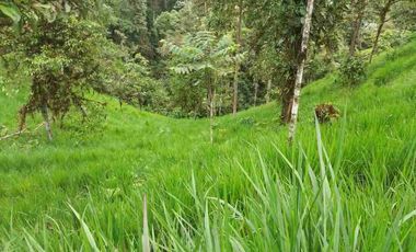 se vende 150 hectáreas ganaderas y agricola en el sector de Brilla Sol Intag Cotacachi Imbabura Ecuador