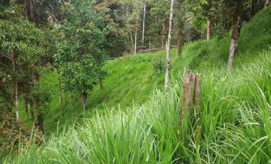 se vende 150 hectáreas ganaderas y agricola en el sector de Brilla Sol Intag Cotacachi Imbabura Ecuador