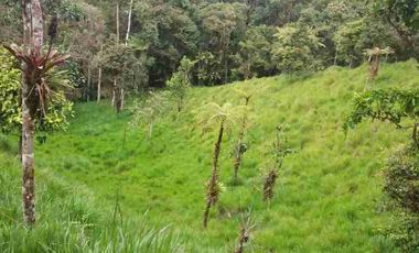 se vende 150 hectáreas ganaderas y agricola en el sector de Brilla Sol Intag Cotacachi Imbabura Ecuador