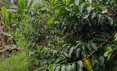 se vende 150 hectáreas ganaderas y agricola en el sector de Brilla Sol Intag Cotacachi Imbabura Ecuador