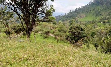se vende 150 hectáreas ganaderas y agricola en el sector de Brilla Sol Intag Cotacachi Imbabura Ecuador