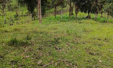 se vende 150 hectáreas ganaderas y agricola en el sector de Brilla Sol Intag Cotacachi Imbabura Ecuador