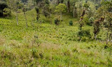 se vende 150 hectáreas ganaderas y agricola en el sector de Brilla Sol Intag Cotacachi Imbabura Ecuador