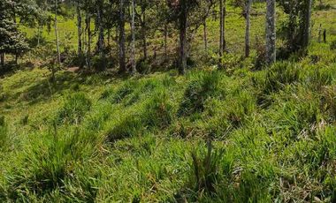 se vende 150 hectáreas ganaderas y agricola en el sector de Brilla Sol Intag Cotacachi Imbabura Ecuador