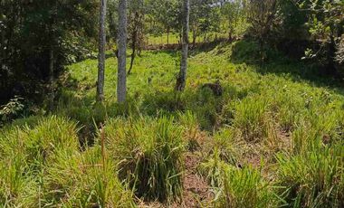 se vende 150 hectáreas ganaderas y agricola en el sector de Brilla Sol Intag Cotacachi Imbabura Ecuador