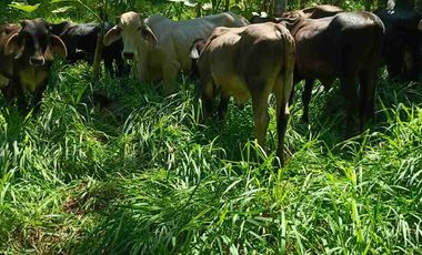 se vende 150 hectáreas ganaderas y agricola en el sector de Brilla Sol Intag Cotacachi Imbabura Ecuador
