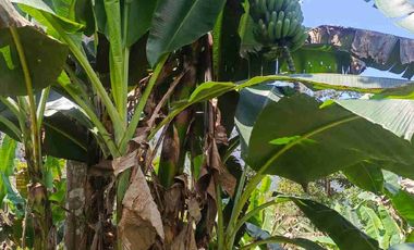 se vende 150 hectáreas ganaderas y agricola en el sector de Brilla Sol Intag Cotacachi Imbabura Ecuador