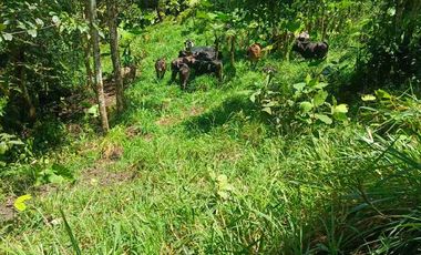se vende 150 hectáreas ganaderas y agricola en el sector de Brilla Sol Intag Cotacachi Imbabura Ecuador