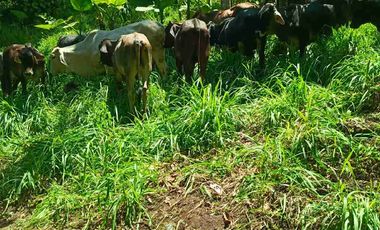 se vende 150 hectáreas ganaderas y agricola en el sector de Brilla Sol Intag Cotacachi Imbabura Ecuador
