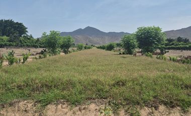 VENDO PREDIO DE 7000 MTS2 REF.  kM 95.5 PANAM NORTE. (500 MTS DE LA PANAMERICANA)