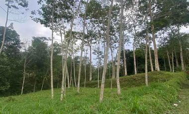 jual tanah Taro payangan dekat Ubud
