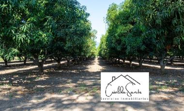 SE VENDE 23 HECTAREAS CON HUERTA DE MANGO  CARRETERA ARMERIA-MZLLO EN COLIMA