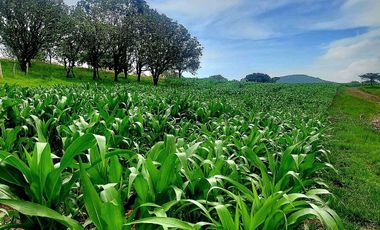 RANCHO EN VENTA EN QUILA AMECA