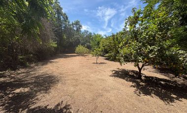 Proyecto comercial en Olmué