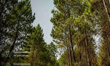 Parcelas de 5.000 m² con Bosque Nativo desde $15.990.000, en Parral.
