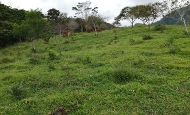 Venta Finca Agrícola y Ganadera San Roque Antioquia